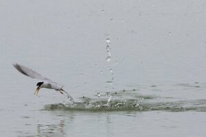 Bibione_7DMII_2015-04-26_0917
